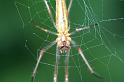 Tetragnatha_montana_D3743_Z_81_Vinkenveense plassen_Nederland